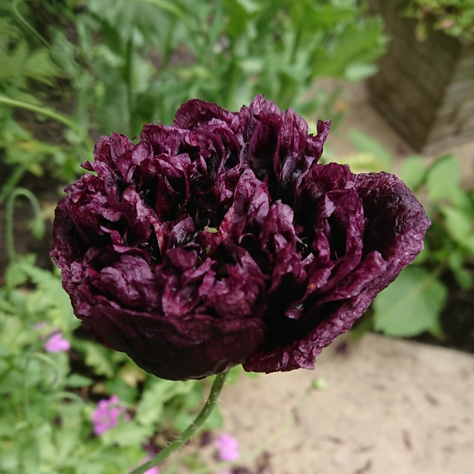 Plant image Papaver paeoniflorum