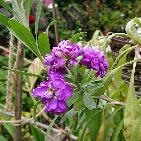 Plant image Matthiola Bicornis