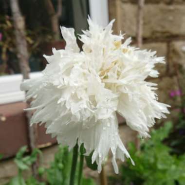 Papaver somniferum (Laciniatum Group) 'Swansdown'