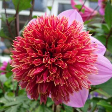 Dahlia 'Twilite'