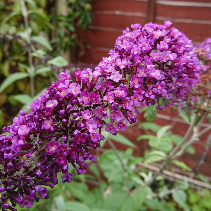 Plant image Buddleja davidii 'Pyrkeep' (English Butterfly Series) syn. Buddleja davidii 'Purple Emperor'