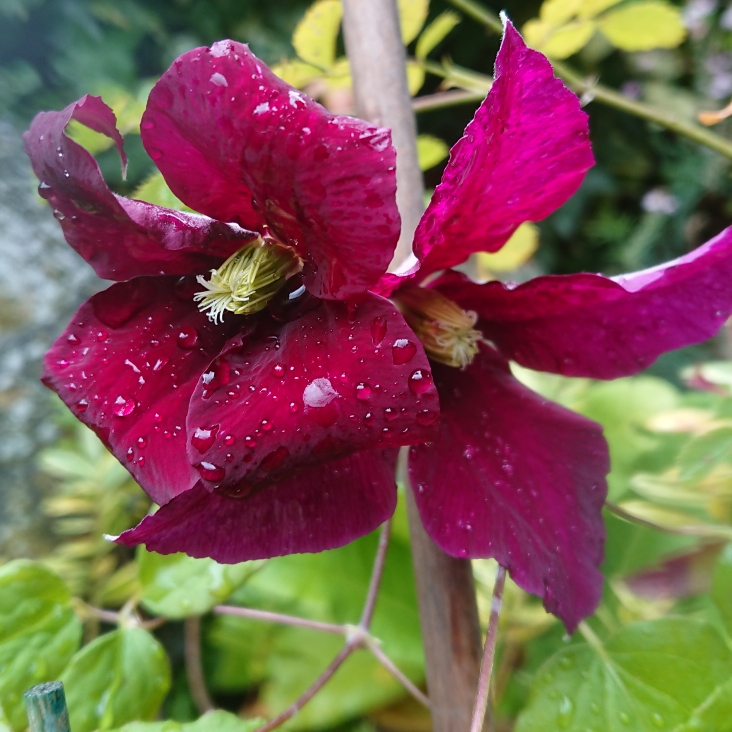 Plant image Clematis 'Niobe'