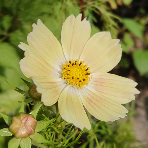 Plant image Cosmos bipinnatus 'Lemonade'