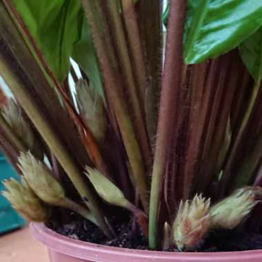 Calathea Rufibarba