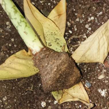 Amorphophallus titanum