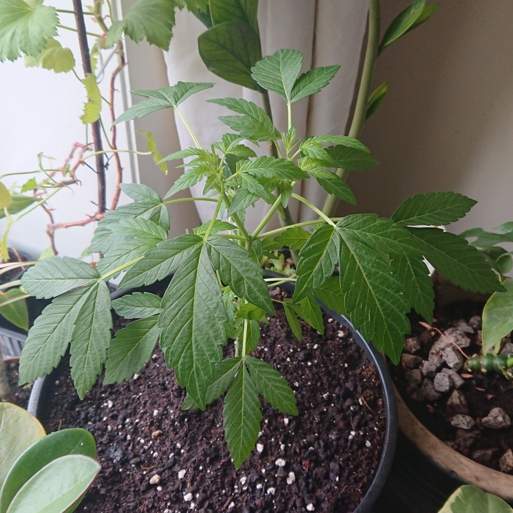 Plant image Cannabis indica