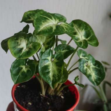 Syngonium 'Pixie'