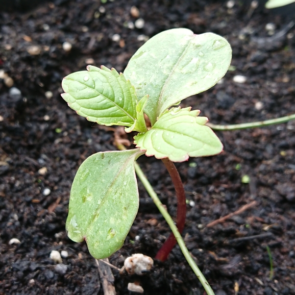 Plant image Impatiens glandulifera