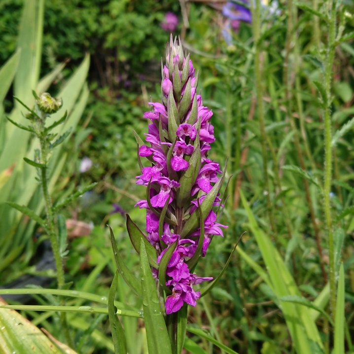 plant image 1491425