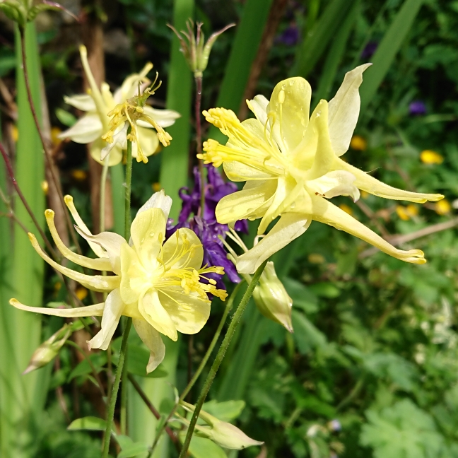 Plant image Aquilegia chrysantha