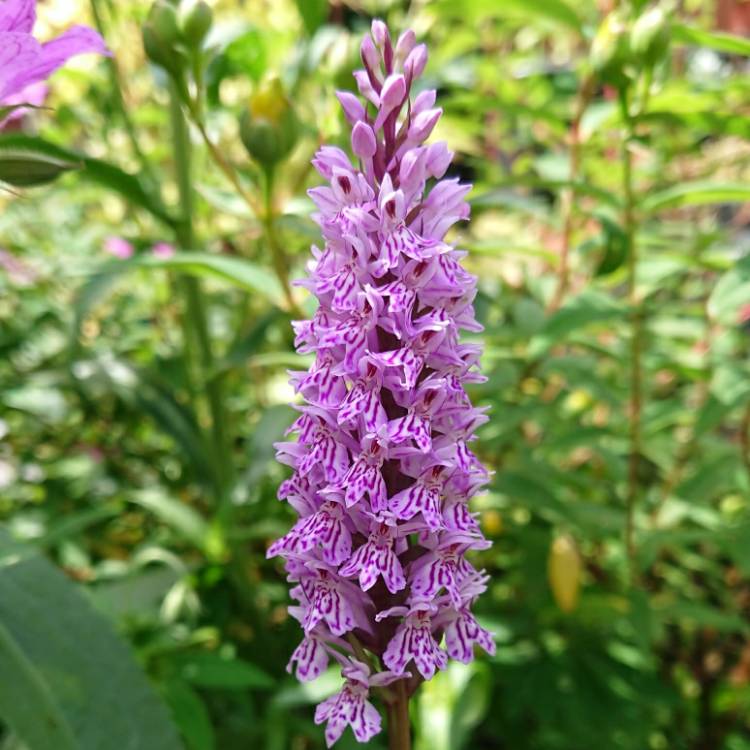 plant image 1502774