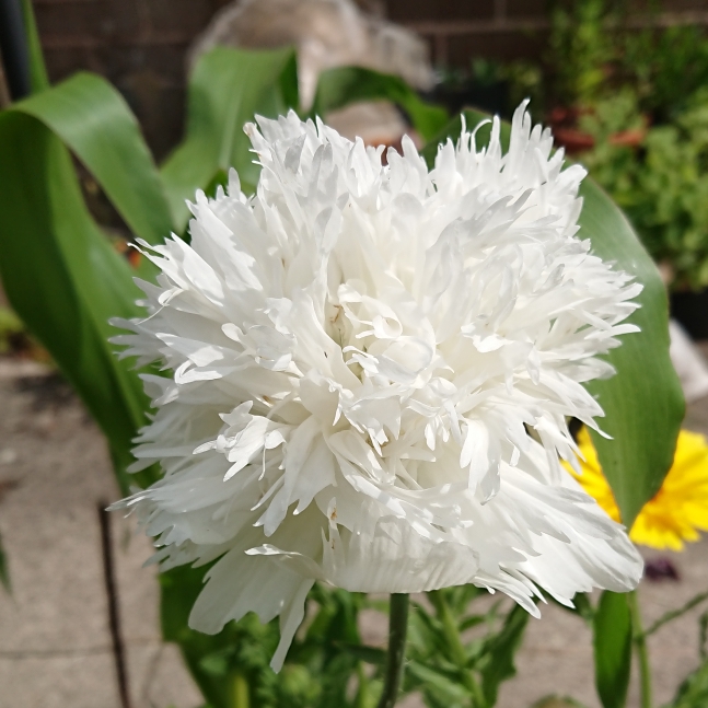 plant image 1513873