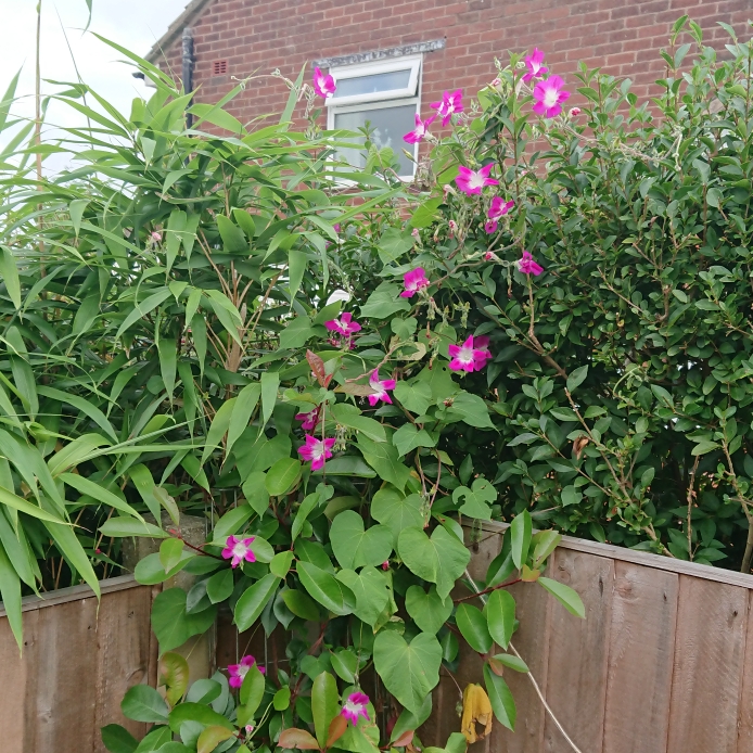 Plant image Ipomoea purpurea 'Split Second'