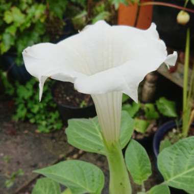 Datura inoxia