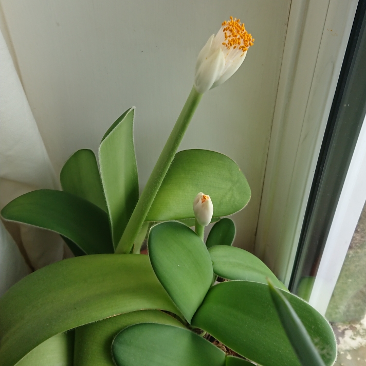 Plant image Haemanthus albiflos