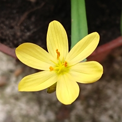 Plant image Sisyrinchium californicum 'Brachypus'