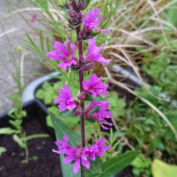 Plant image Lythrum salicaria