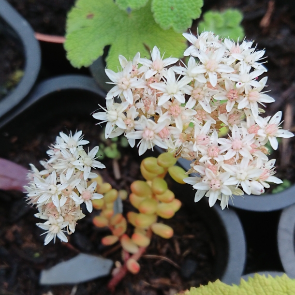 Plant image Sedum ‘Album'