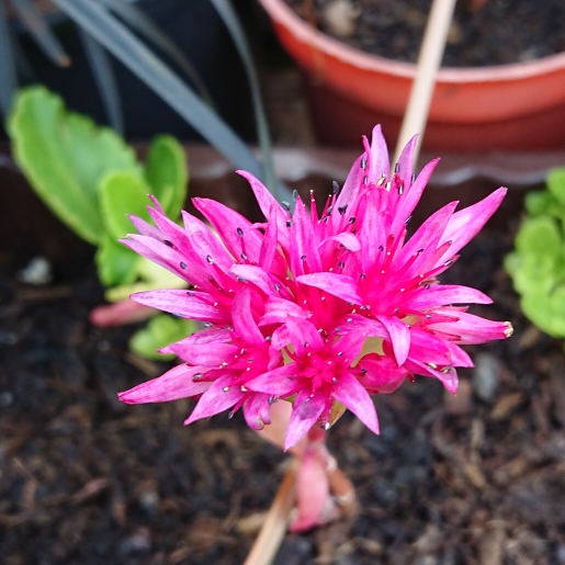 Plant image Sedum Spurium 'Solarity'