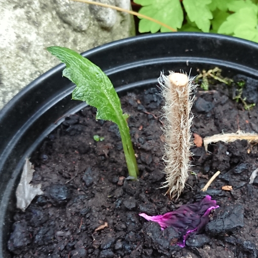 Plant image Papaver Orientale 'Giant King Kong'