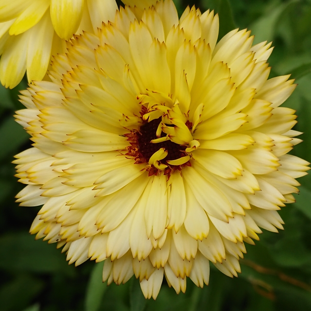 plant image 1617247