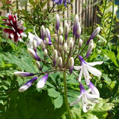 Agapanthus 'Ambic001' syn. Agapanthus 'Twister', Agapanthus 'Indigo Frost'