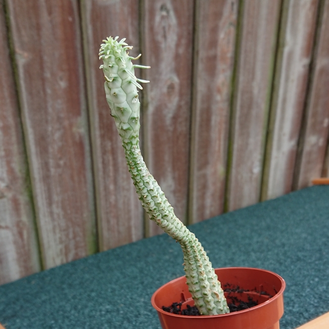 Plant image Euphorbia Mammillaris