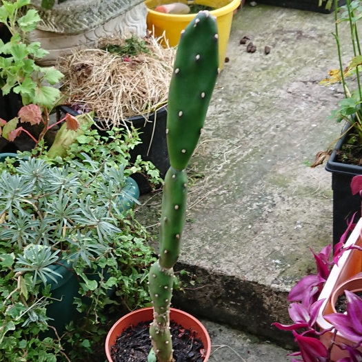 Plant image Opuntia monacantha