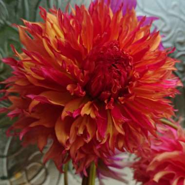 Dahlia 'Myrtle's Folly'