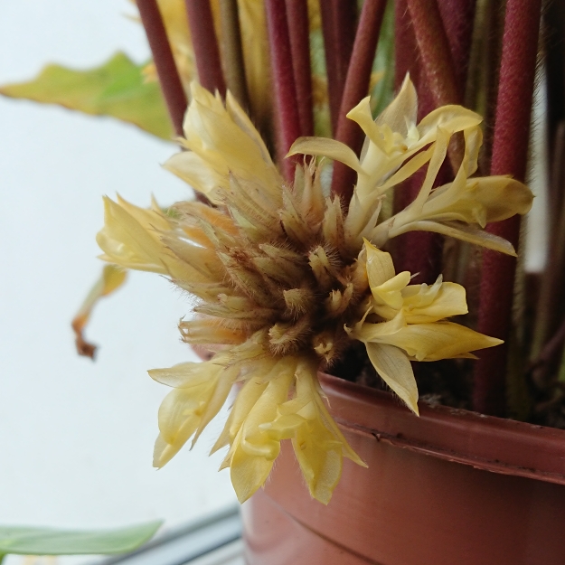 plant image 1656586