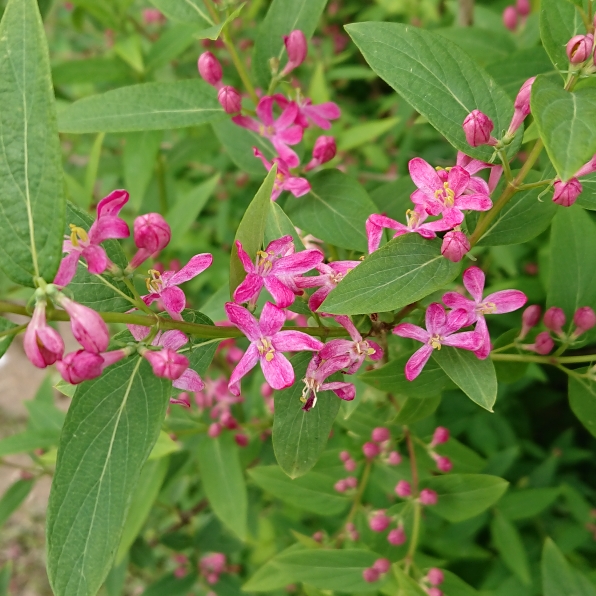 Plant image Lonicera tatarica