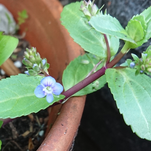 Plant image Veronica beccabunga 