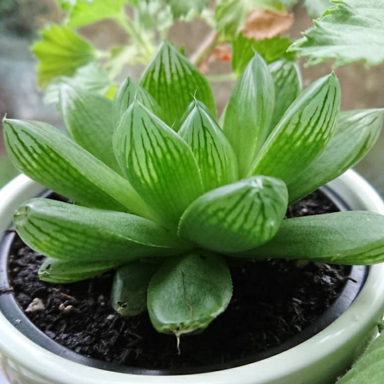 Plant image Haworthia Cooperi