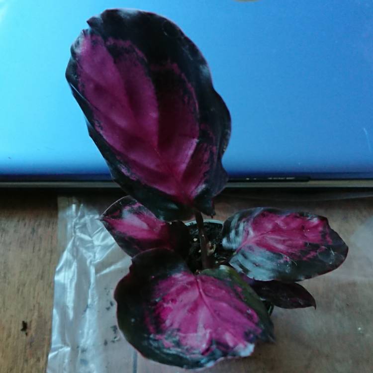 Plant image Calathea Roseopicta 'Rosy'