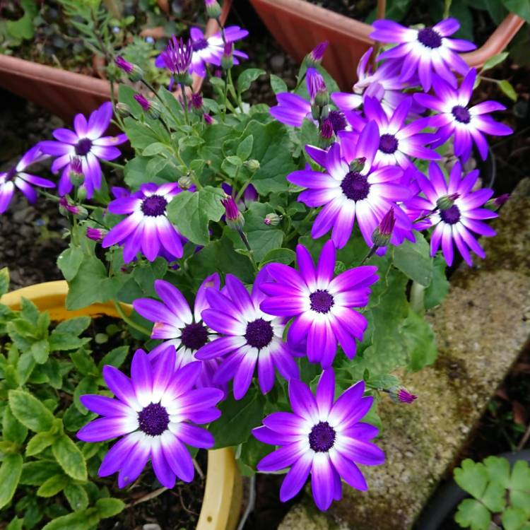 Plant image Pericallis x hybrida 'Sunseneribuba' (Senetti Series) syn. Pericallis 'Senetti Blue Bicolor'