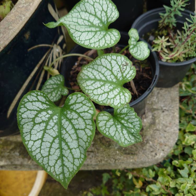 Plant image Brunnera