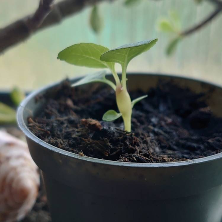 Plant image Brighamia insignis