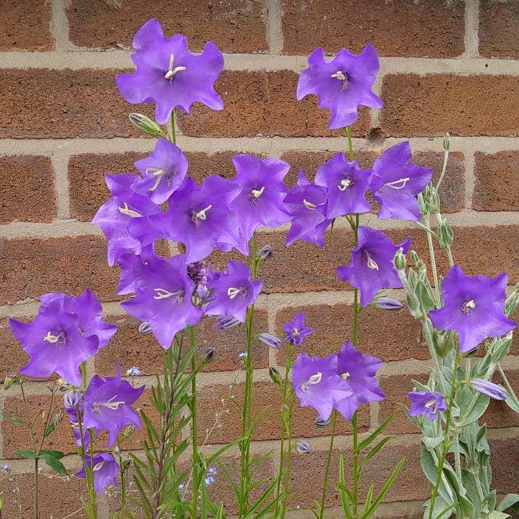 Plant image Campanula persicifolia