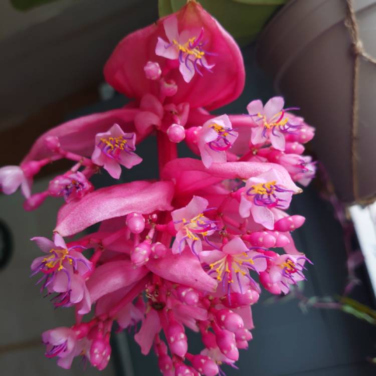 Plant image Medinilla magnifica