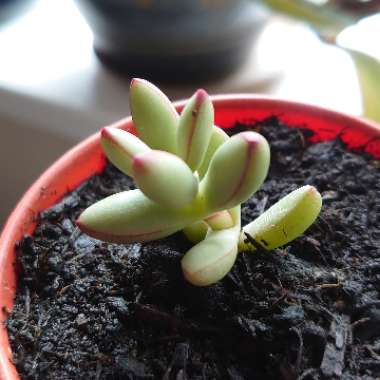 Pachyphytum