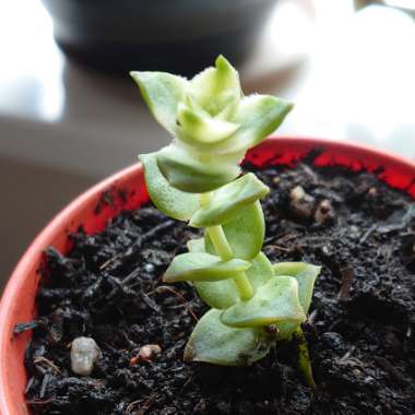 Variegated String Of Buttons