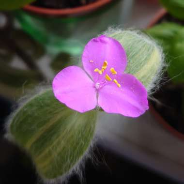 Cobweb Spiderwort