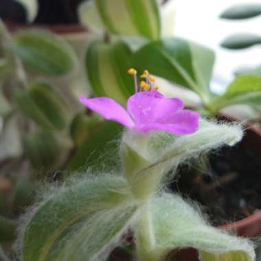 Cobweb Spiderwort