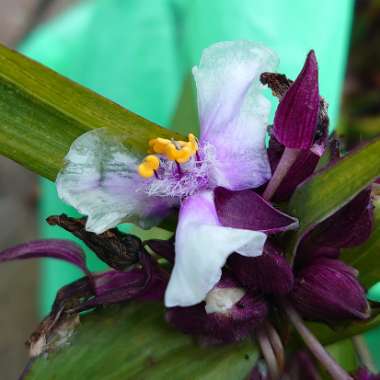 Spiderwort 'Bilberry Ice'