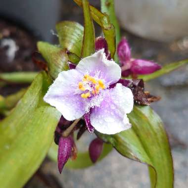 Spiderwort 'Bilberry Ice'