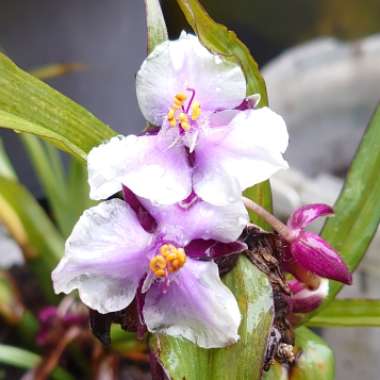 Spiderwort 'Bilberry Ice'