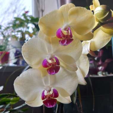 Moth Orchid