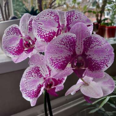 Moth Orchid