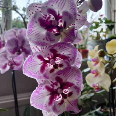 Moth Orchid