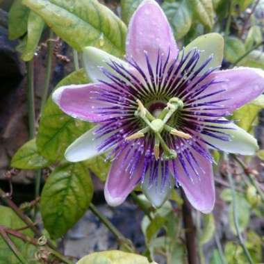 Passiflora x belotii 'Imperatrice Eugenie'